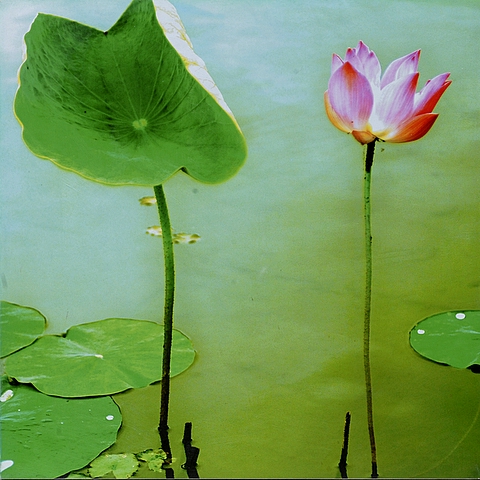 sayan lotus-36x36in