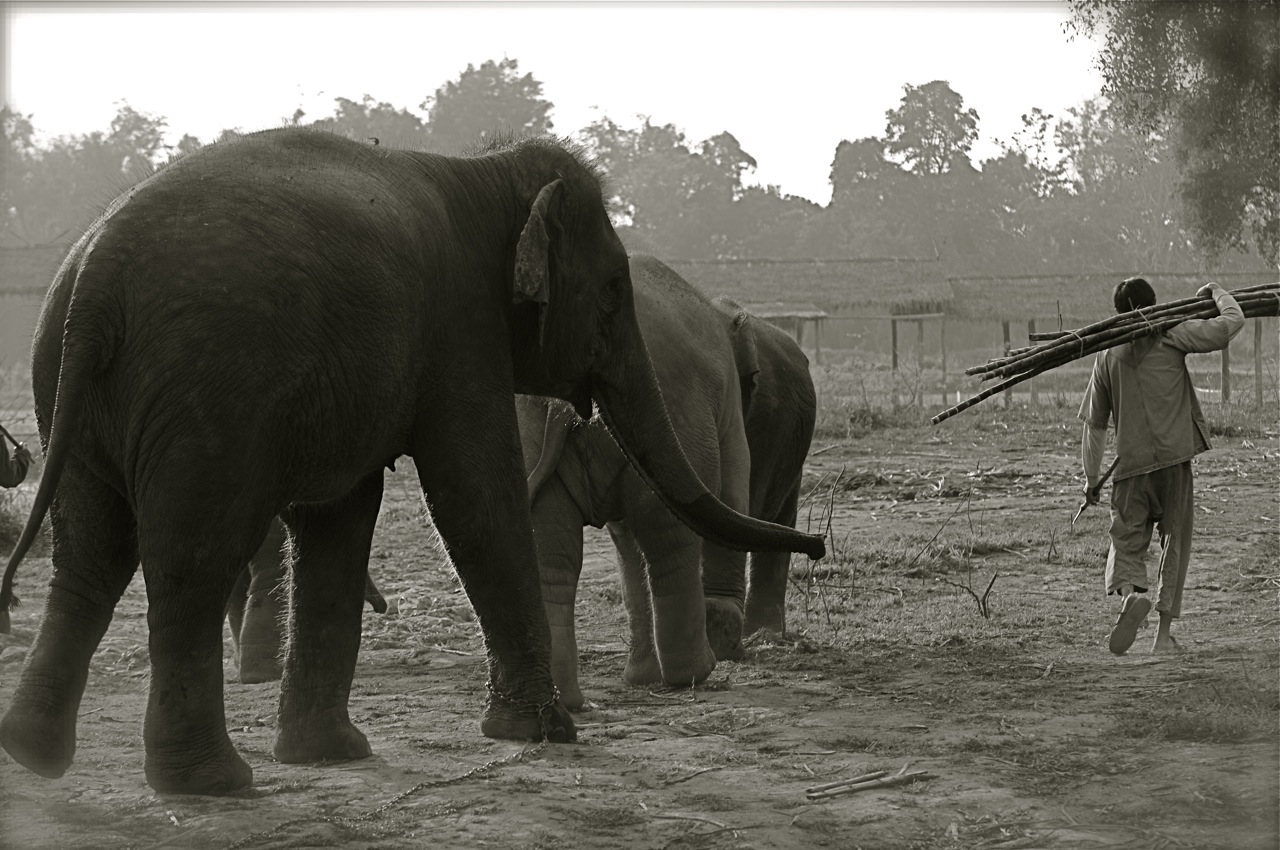 091219_ATB165_THA_Chiang Rai_Anantara_Elephants