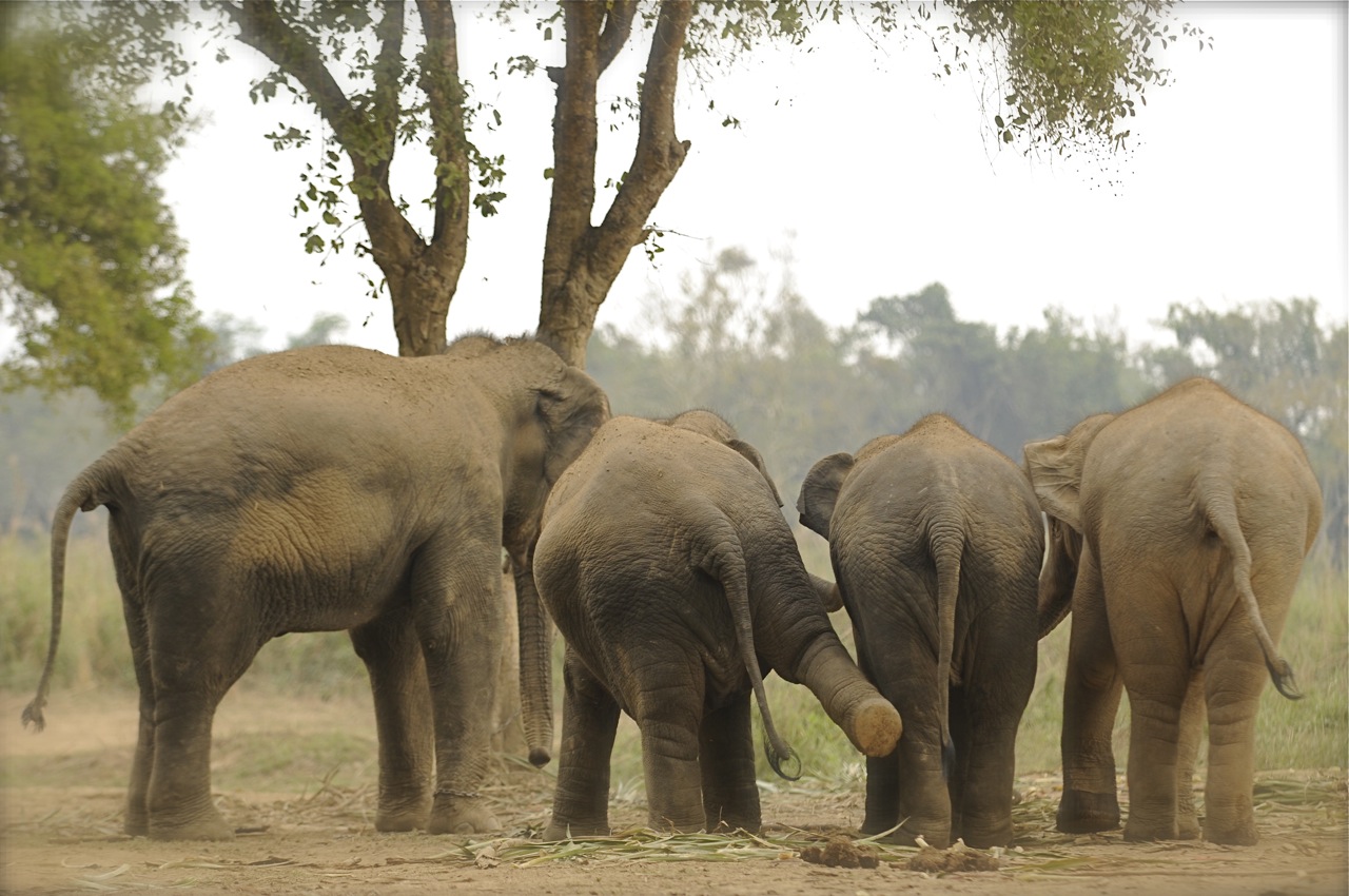 091219_ATB340_THA_Chiang Rai_Anantara_Elephants