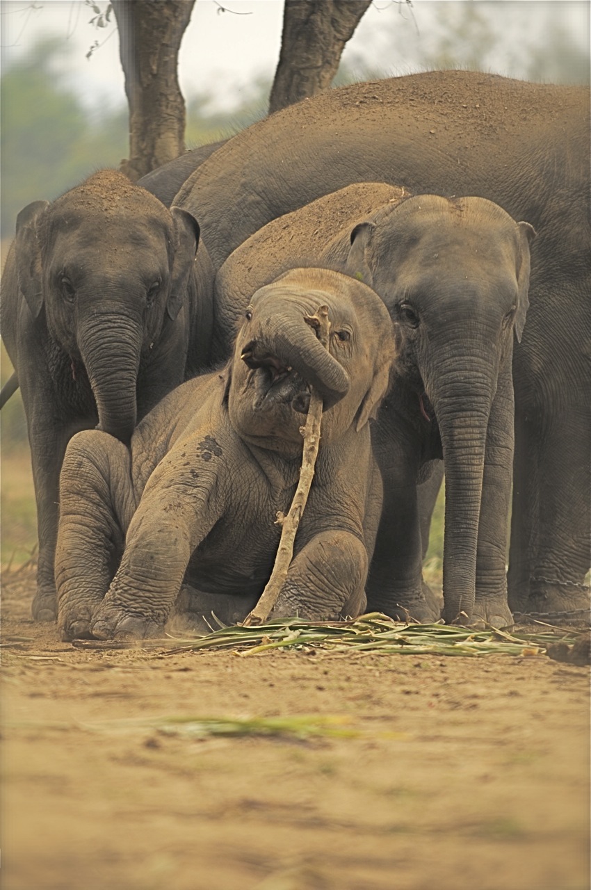 091219_ATB351_THA_Chiang Rai_Anantara_Elephants